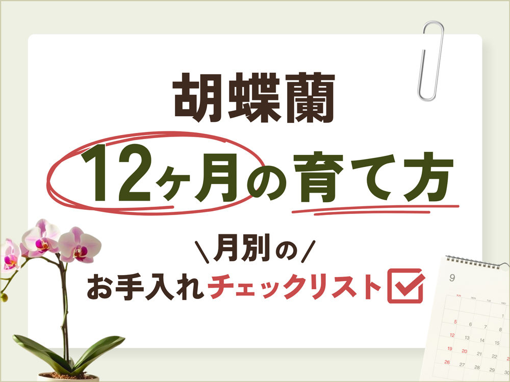 胡蝶蘭の育て方12ヶ月カレンダー｜月別のお手入れ・水やり・温度管理を徹底解説