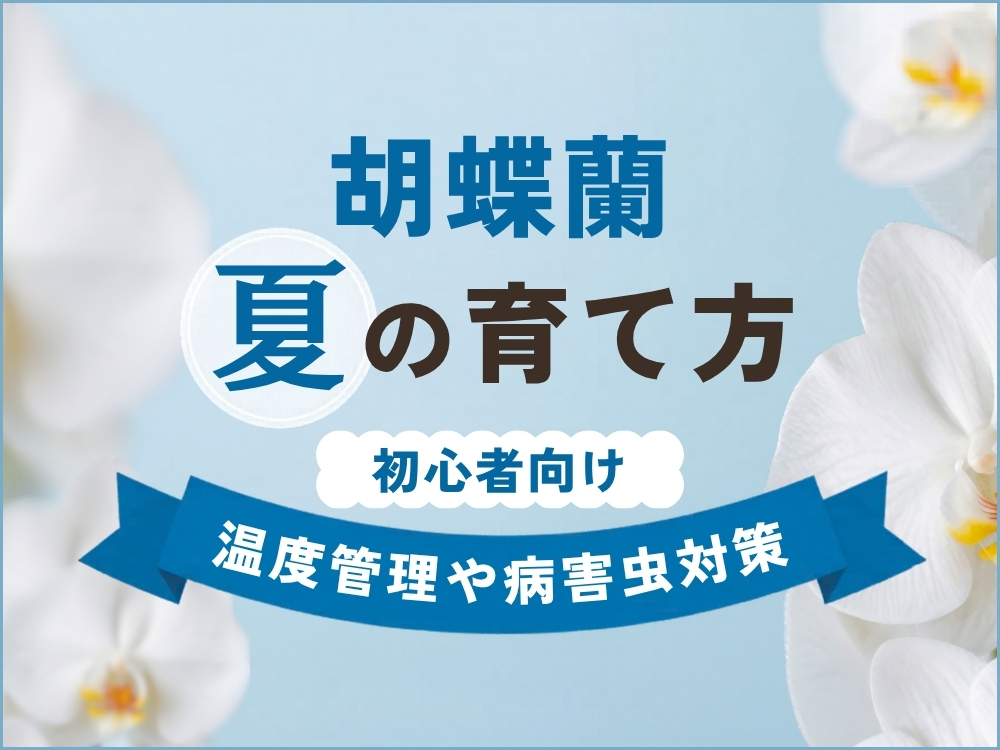 夏の胡蝶蘭の育て方まとめ｜暑い季節ならではの管理方法・困った病害虫の対策