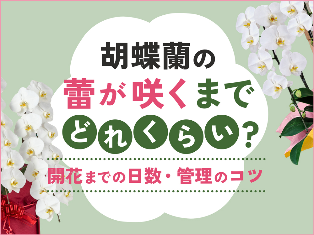胡蝶蘭の蕾が咲くまでどれくらい？開花までの日数と管理のコツ