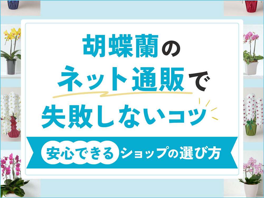 胡蝶蘭のネット通販で失敗しない7つのコツ｜安心できるショップの選び方と手配の方法