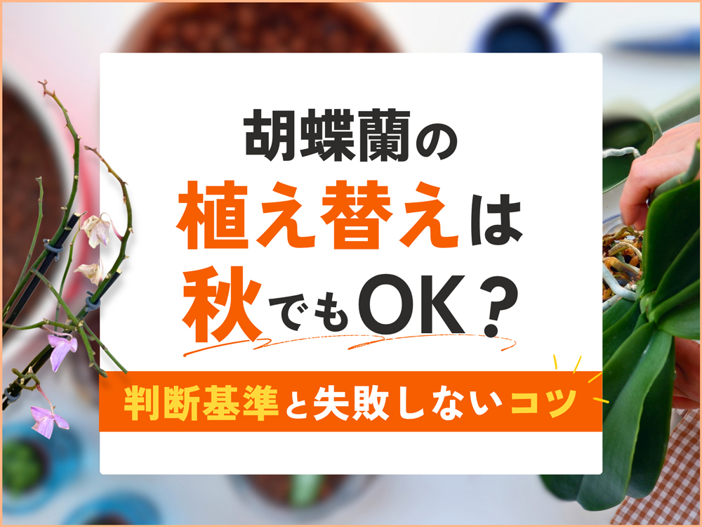胡蝶蘭は秋に植え替えてもいい？判断基準と失敗しないコツ