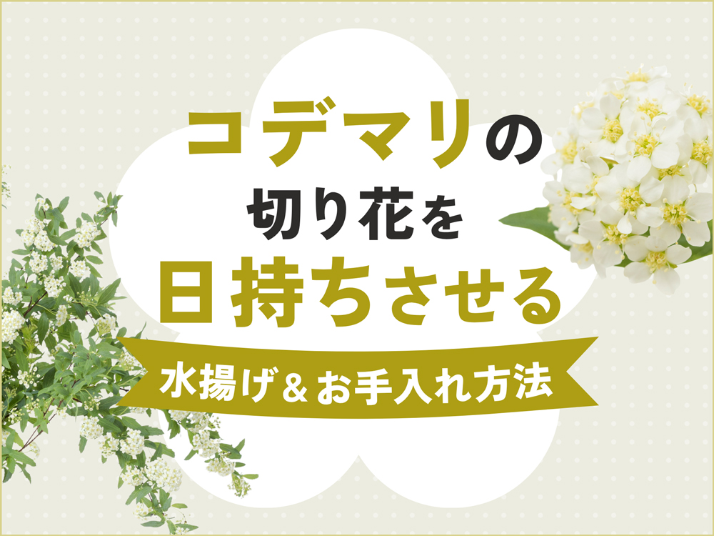 コデマリの切り花の日持ちを延ばすには？すぐに実践できる水揚げ・お手入れテクニック