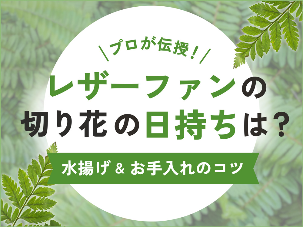 【プロが解説】レザーファンの切り花の日持ちと水揚げ・お手入れのコツ