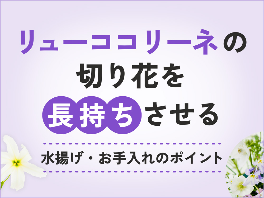 リューココリーネの切り花を長持ちさせるには？水揚げやお手入れのポイントを解説！