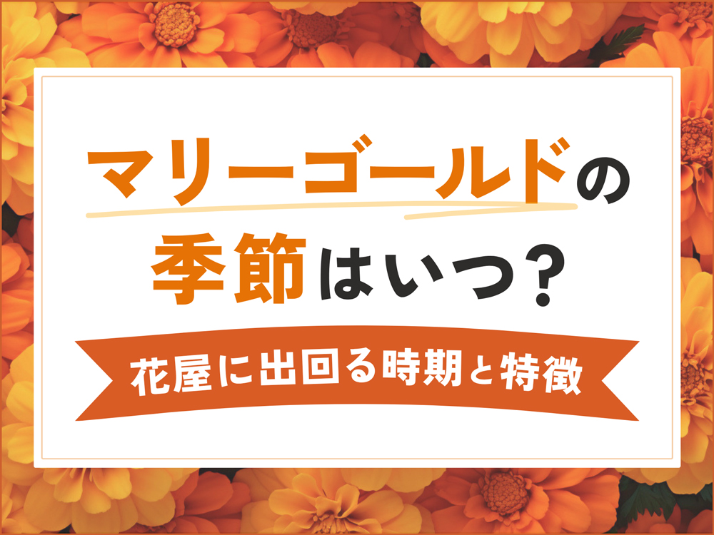 マリーゴールドの季節はいつ？花屋に出回る時期と特徴を解説