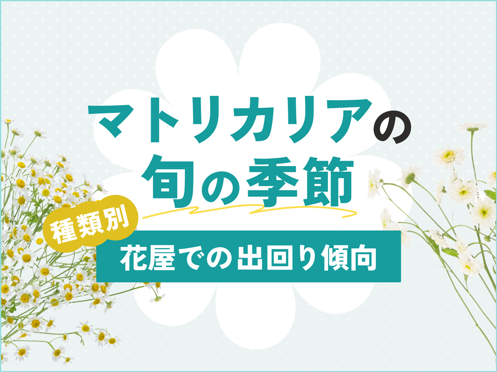 マトリカリアの旬の季節は？花屋で買える時期と種類別の出回り傾向