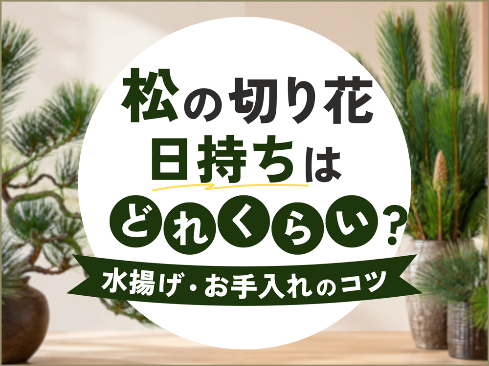 松の切り花の日持ちはどれくらい？長持ちする水揚げ・お手入れ方法を解説
