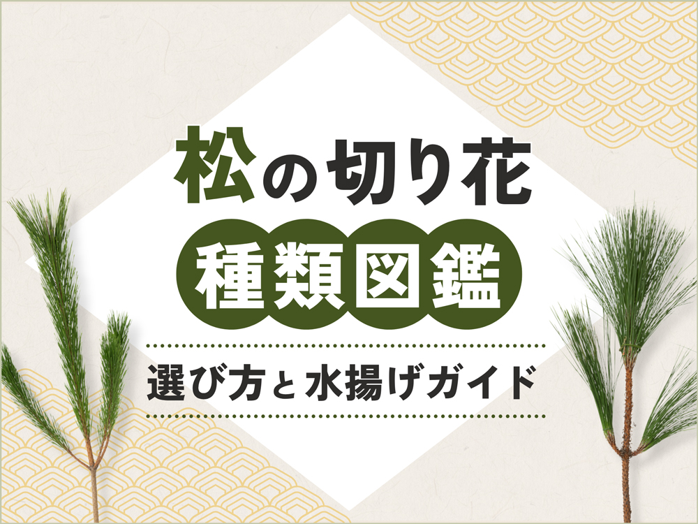 松の切り花の種類完全ガイド｜品質の良い松の選び方・水揚げ方法も解説