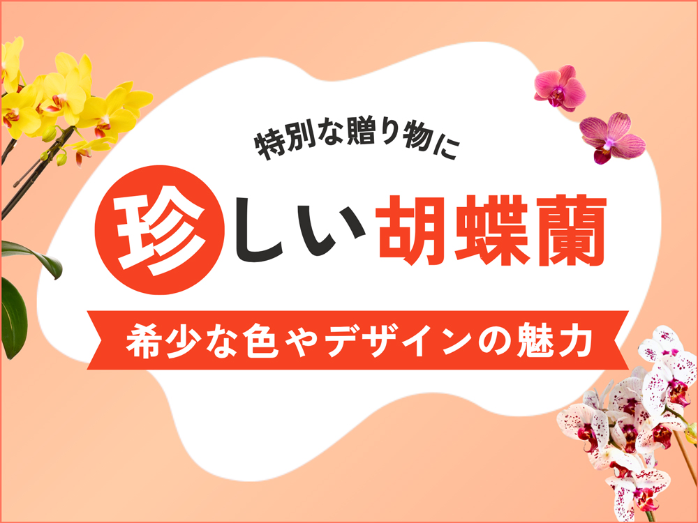 特別な贈り物には珍しい胡蝶蘭を！希少な色やデザインの商品を多数紹介