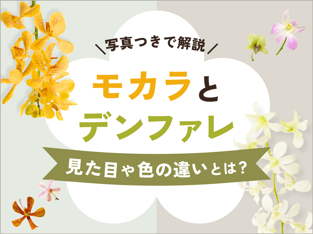 モカラとデンファレの違いとは？見た目や色による見分け方とアレンジでの役割