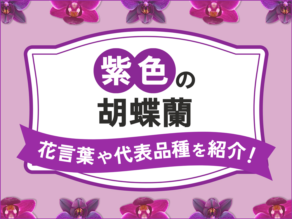 紫色の胡蝶蘭の魅力とは？花言葉や色合いのバリエーション・代表品種を紹介