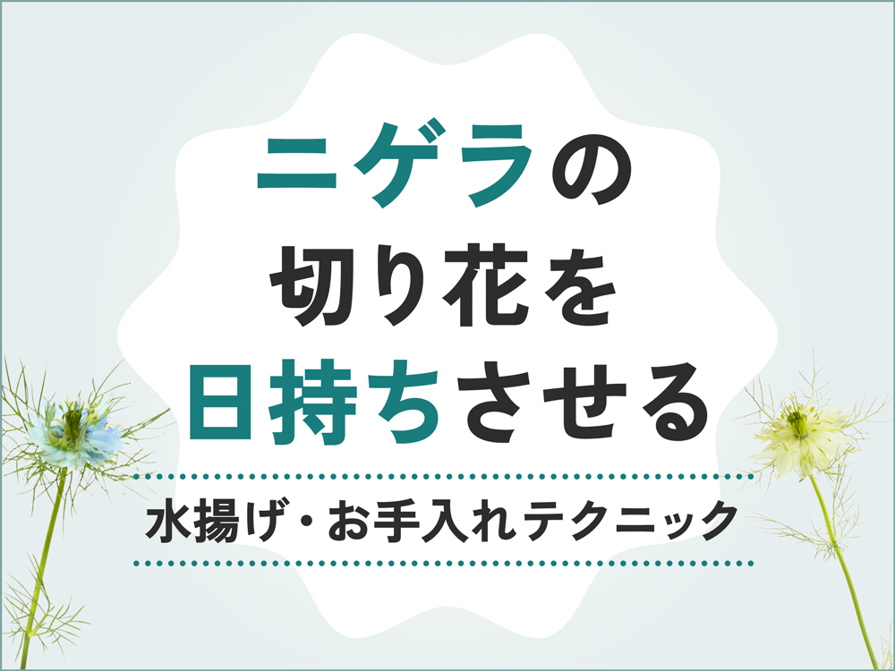プロ直伝！ニゲラの切り花を日持ちさせる水揚げ・お手入れテクニックを公開