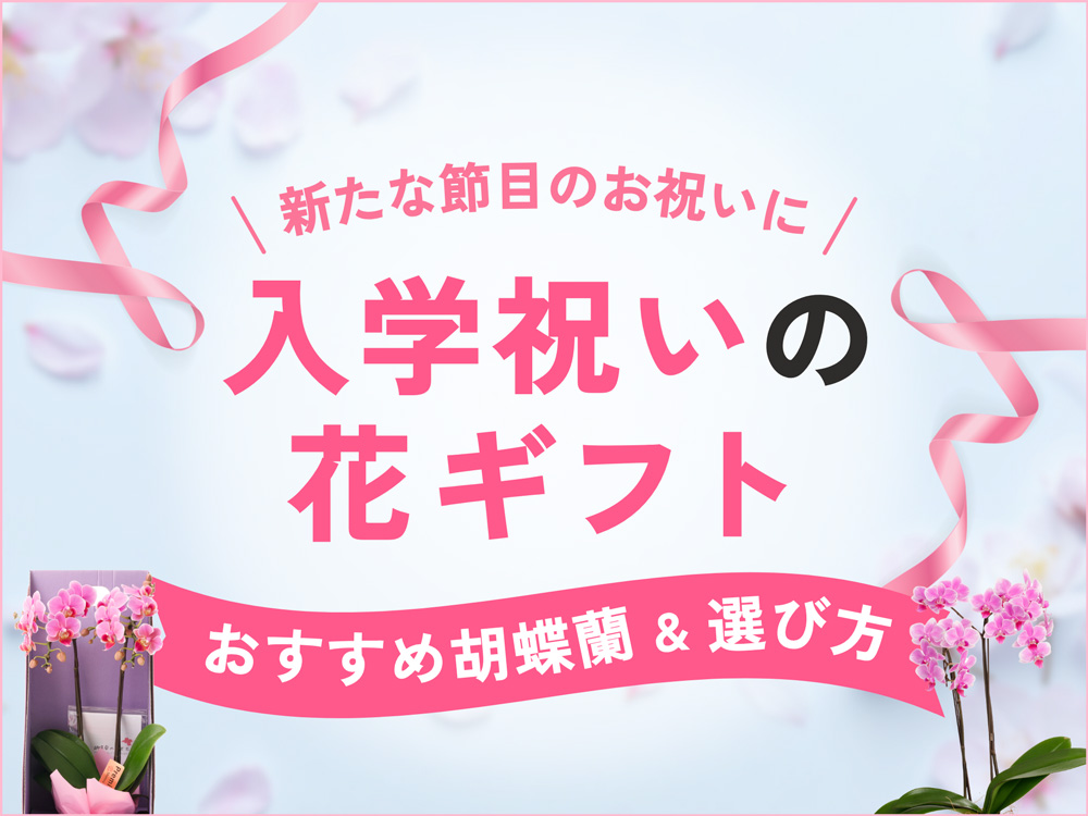 入学祝いを花で彩る！おすすめの胡蝶蘭・フラワーギフトや予算相場を解説