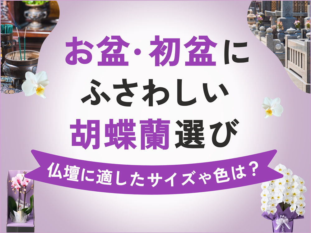 お盆にふさわしい胡蝶蘭の選び方｜初盆・新盆に贈るおすすめ商品も紹介