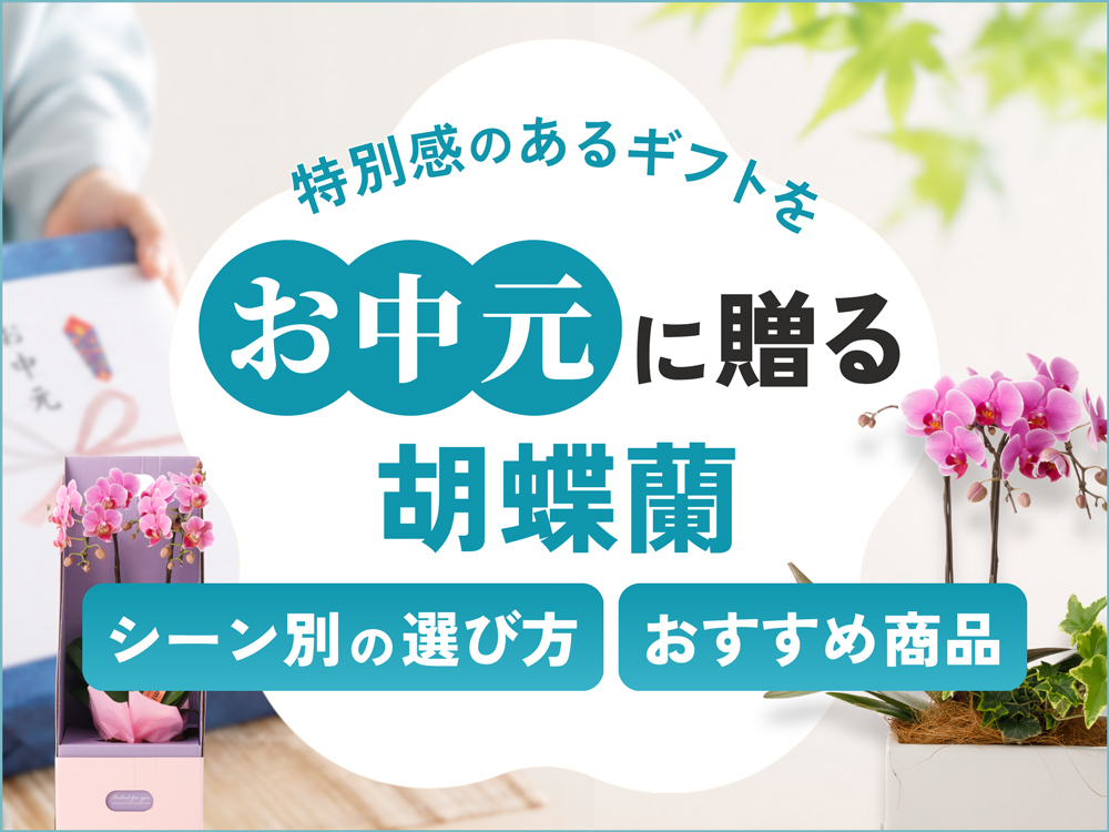 お中元で迷ったら胡蝶蘭！夏のギフトにぴったりな理由と選び方を解説