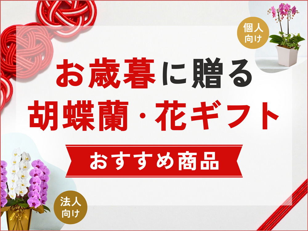 お歳暮に贈る胡蝶蘭・花ギフト特集｜選び方やマナーも解説