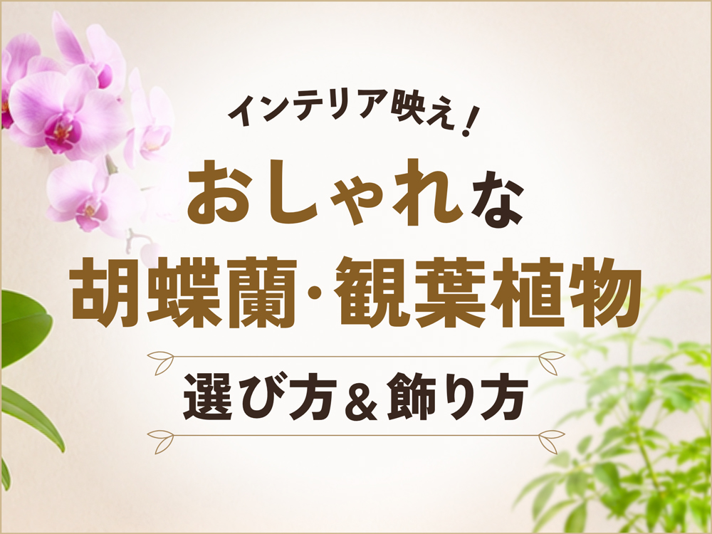 【初心者OK】おしゃれな植物を飾ろう｜インテリア映えする胡蝶蘭・観葉植物を紹介