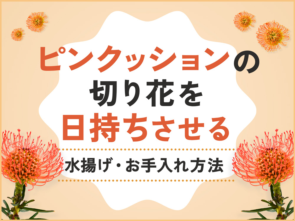 ピンクッションの切り花の日持ちはどれくらい？長持ちさせる水揚げ・お手入れのコツ