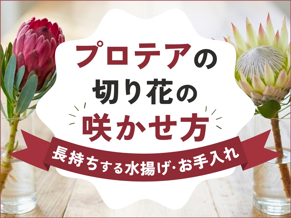 プロテアの切り花が開かない？咲かせ方と長持ちする水揚げ・お手入れのコツ