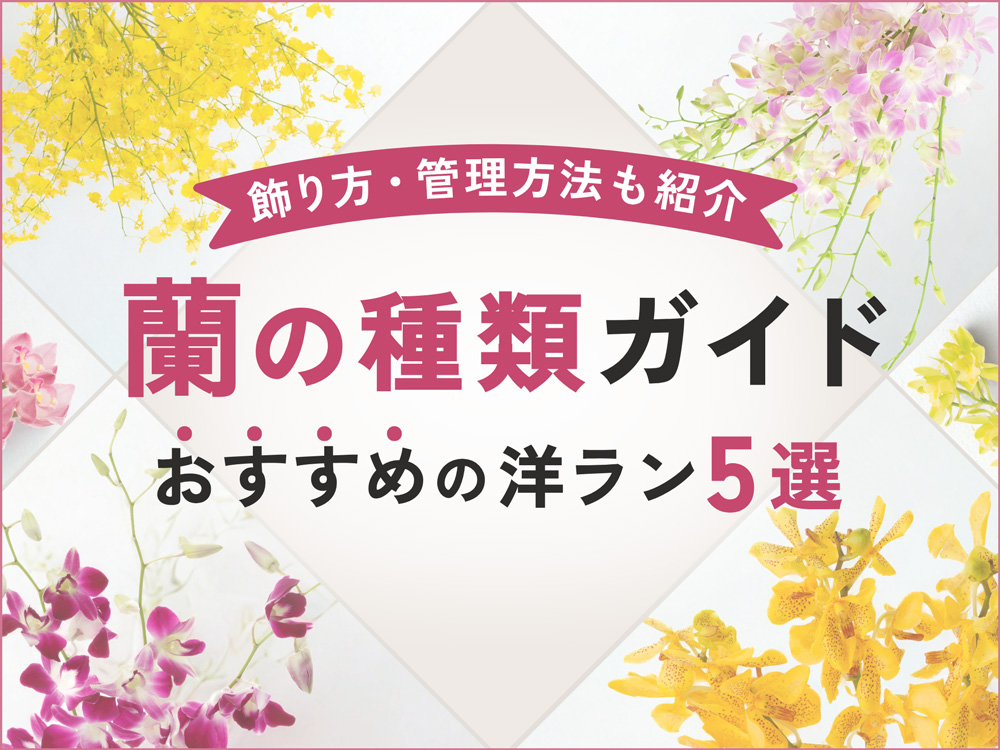 蘭の種類一覧とおすすめ品種ガイド｜初心者向けに管理方法・飾り方も解説