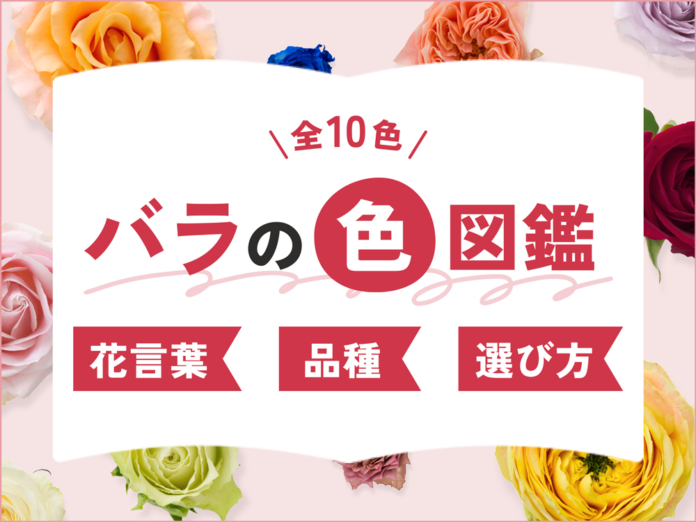【全10色】バラの色別の花言葉＆品種図鑑｜アレンジの配色テクニックも紹介