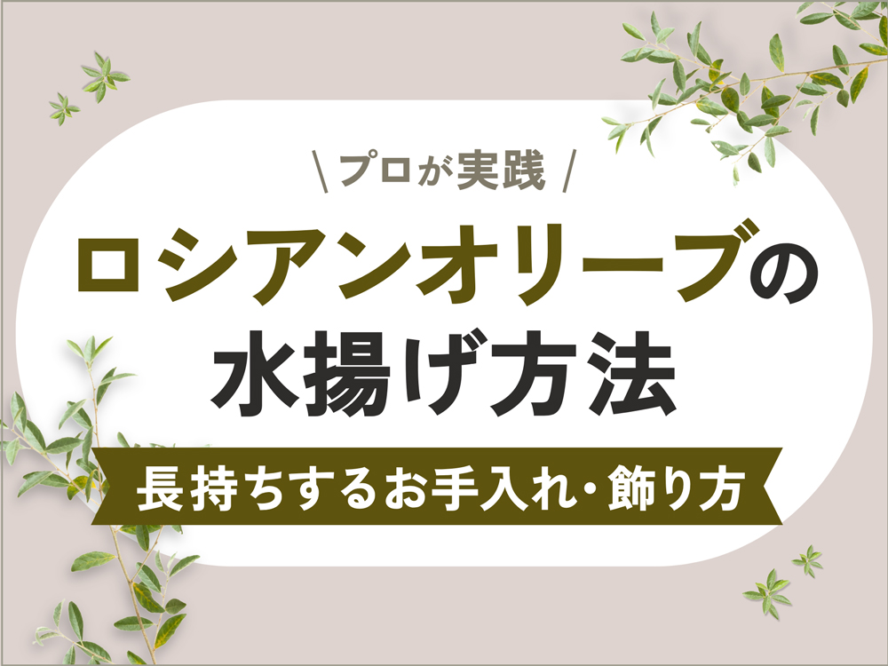 【即実践】ロシアンオリーブの水揚げ方法｜長持ちさせるお手入れ方法と飾り方アイディア