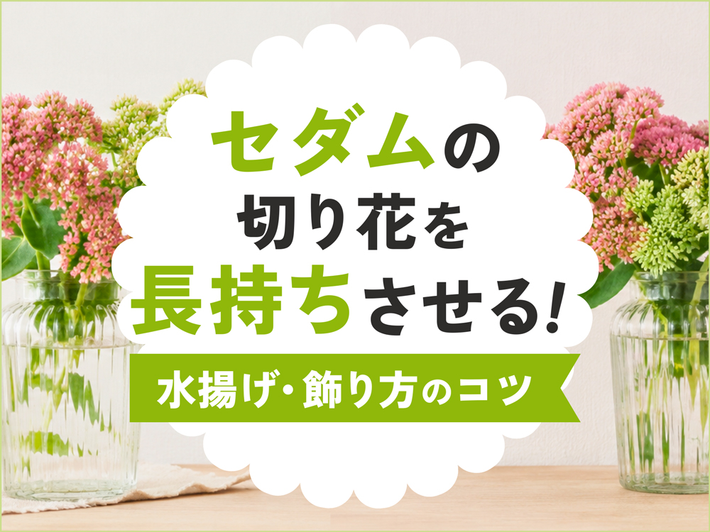 セダム（ベンケイソウ）の切り花を長持ちさせたい！水揚げと飾り方のポイント
