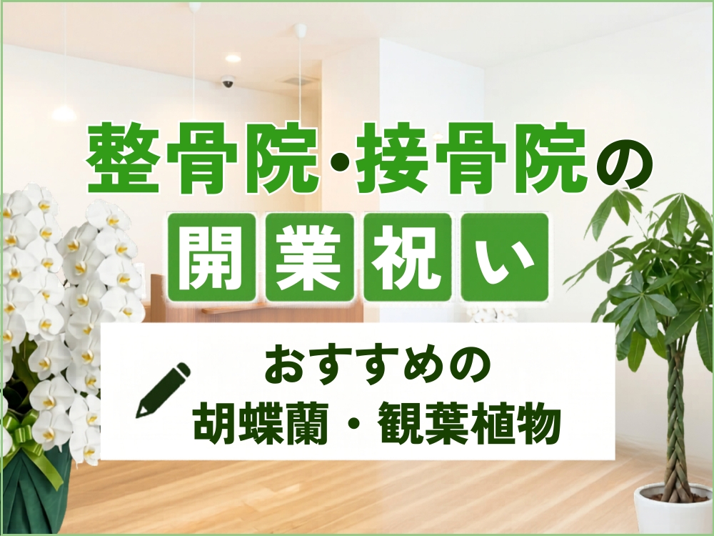整骨院・接骨院の開業祝いで喜ばれる胡蝶蘭・観葉植物｜おすすめ5選と贈り方マナー