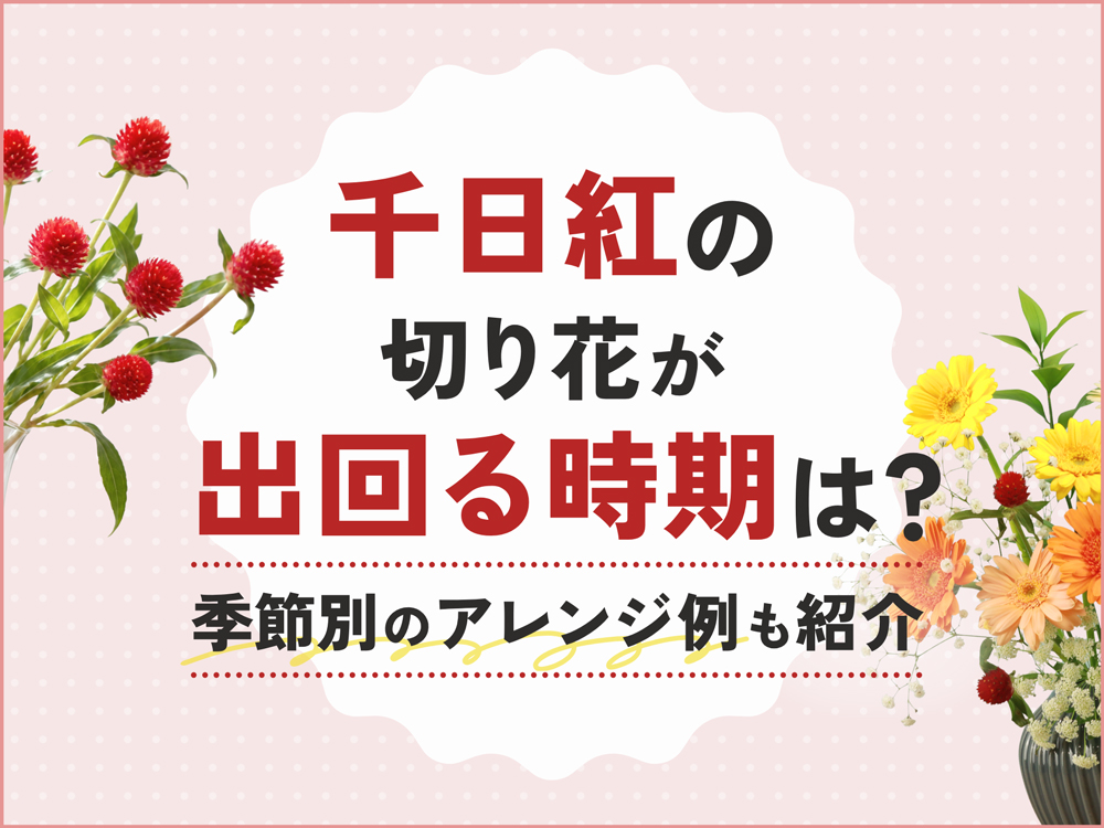 千日紅の切り花が出回る時期は？旬の季節とアレンジ例