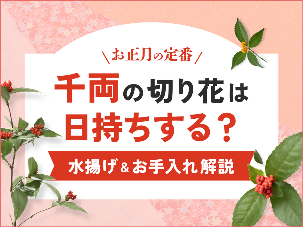 千両の切り花を日持ちさせるコツは？長持ちさせるための水揚げ・お手入れ徹底解説