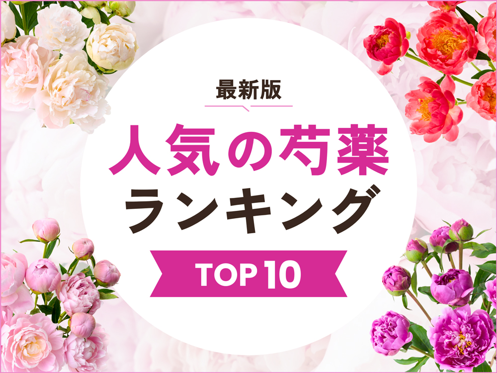【2026年最新】芍薬人気ランキングTOP10｜定番色やおすすめの品種を紹介
