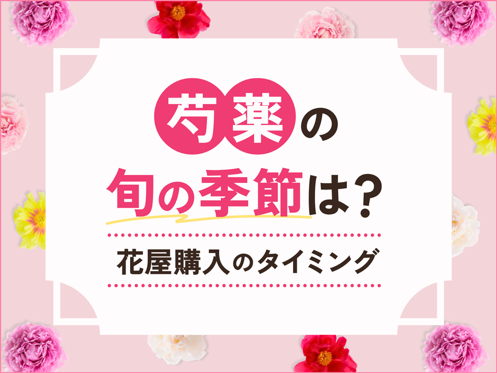 芍薬の季節はいつ？花屋で買える時期と購入のベストタイミング