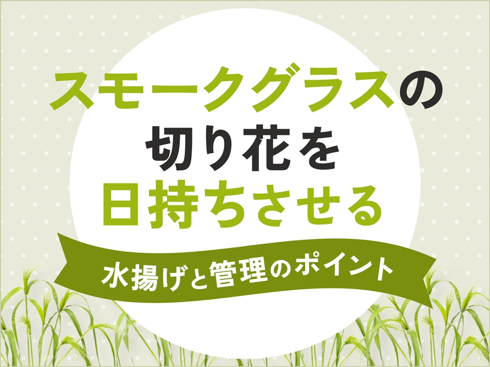 スモークグラスの切り花を日持ちさせるコツは？長持ちさせる水揚げ方法と管理のポイント