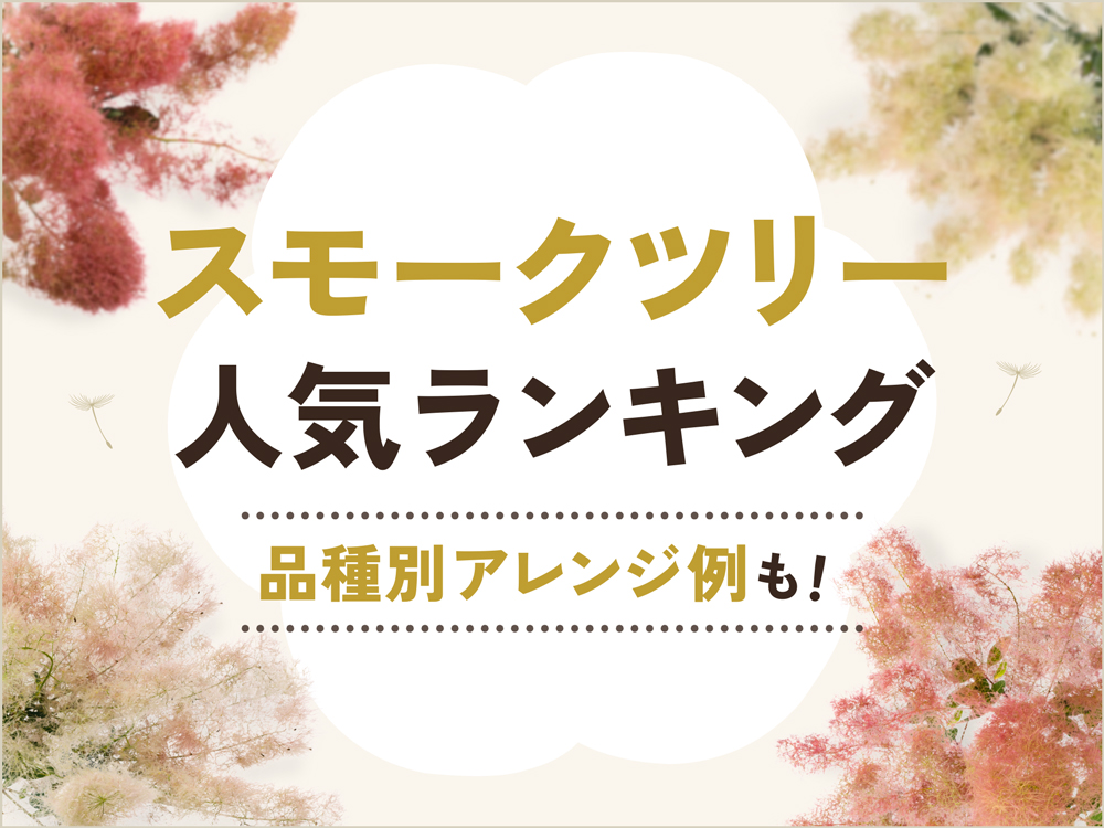 スモークツリー人気ランキング！初夏にぴったりな品種別アレンジ例も紹介