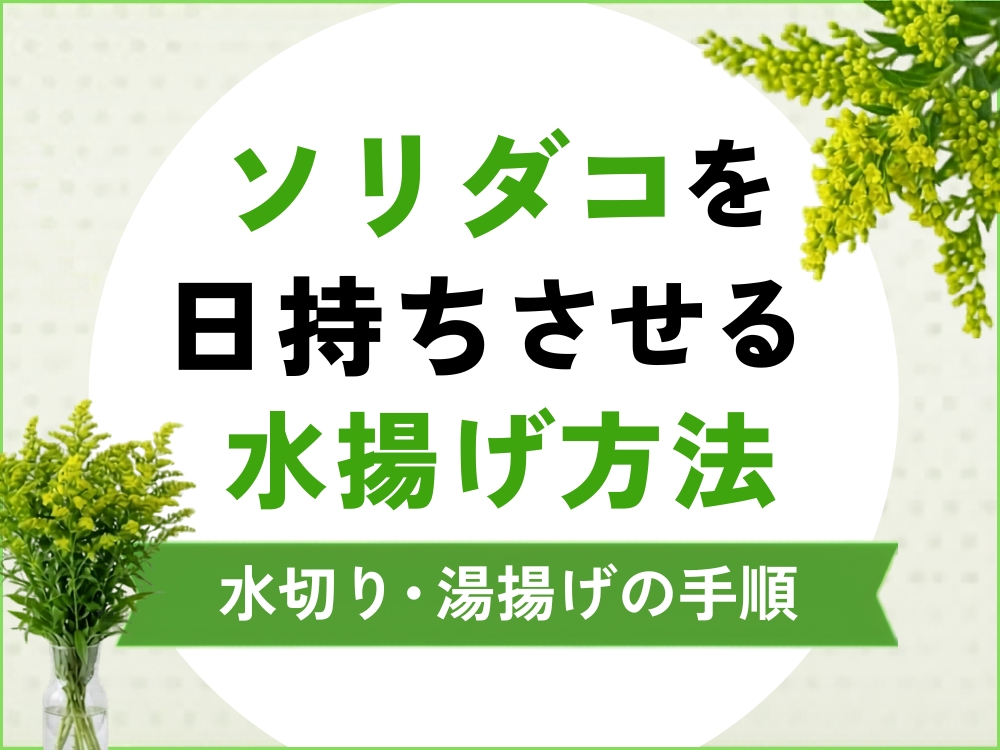 ソリダコを日持ちさせる水揚げとは？基本の水切り・元気がないときの湯揚げ手順を解説