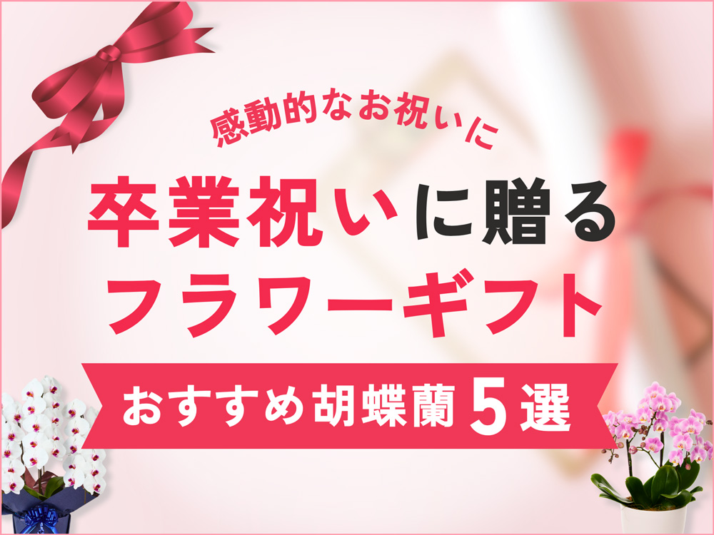 卒業式・卒園のお祝いに最適な胡蝶蘭・花ギフト｜選び方やメッセージ例も紹介
