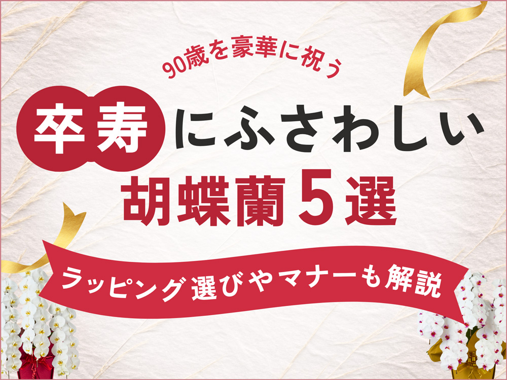 卒寿祝いにふさわしい胡蝶蘭5選｜ラッピングや贈り方マナーを徹底解説