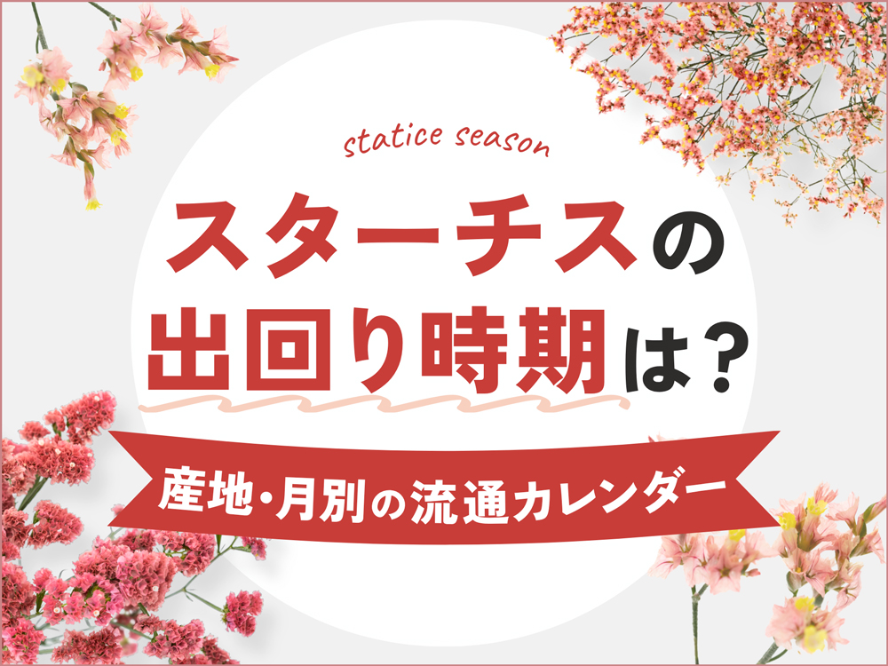 スターチスの出回り時期はいつ？産地・月別の出荷情報と季節別の選び方