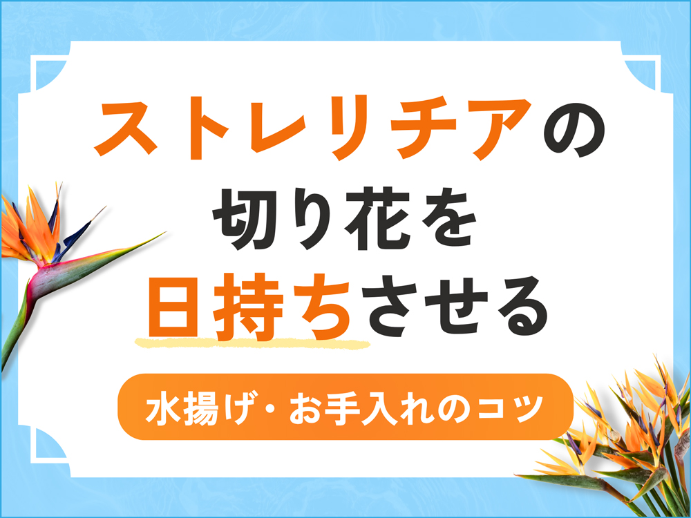 ストレリチアの切り花を日持ちさせるには？長持ちさせる水揚げ・お手入れのポイント解説