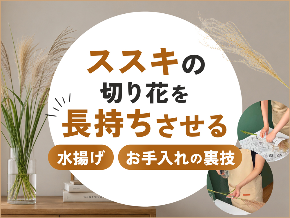 ススキの切り花を長持ちさせるには？水揚げ・お手入れの裏技