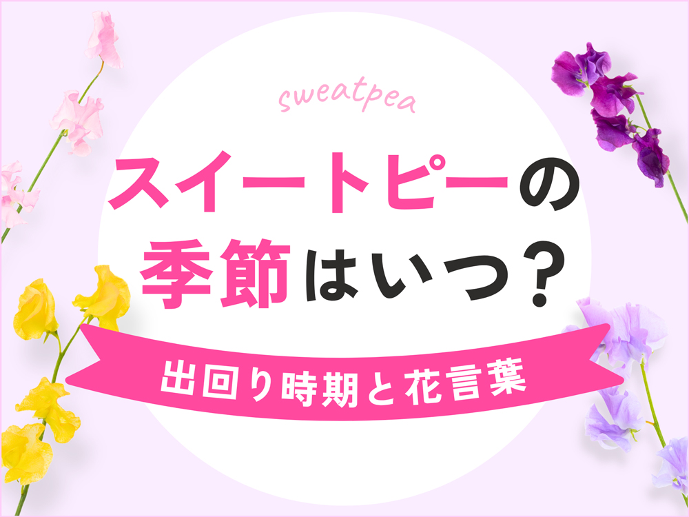 スイートピーの季節はいつ？旬の出回り時期と花言葉を徹底解説