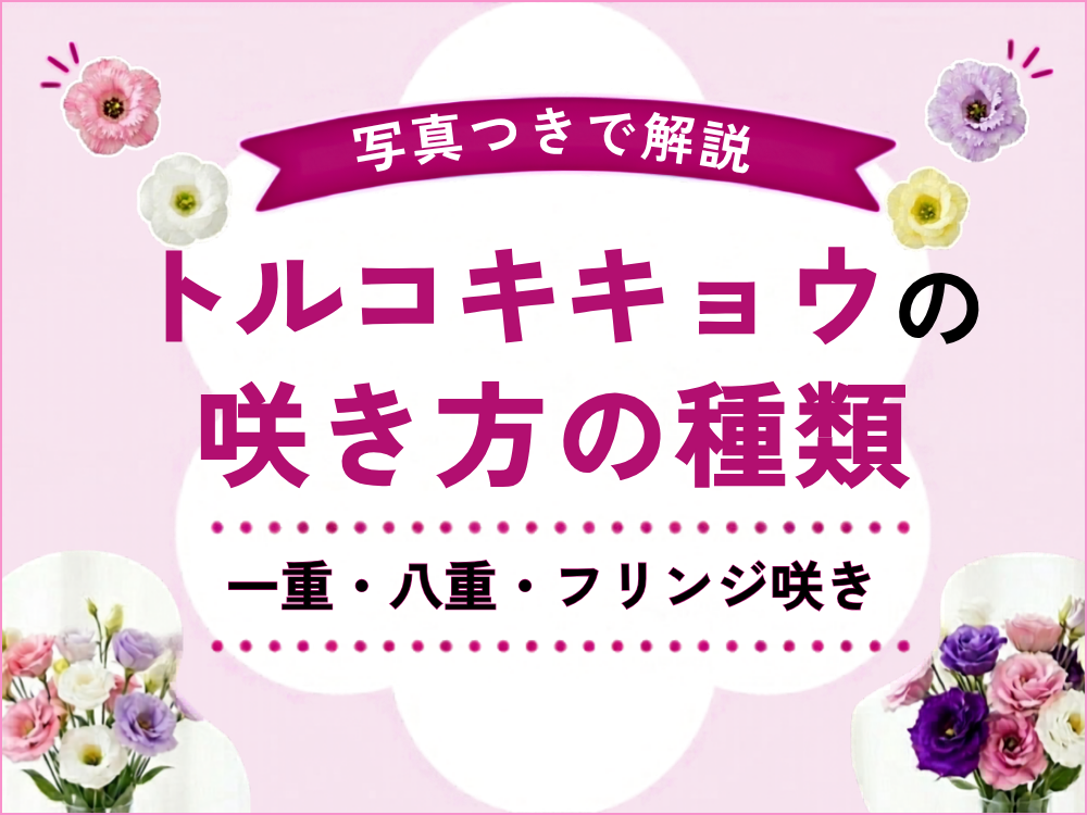 トルコキキョウの咲き方を徹底解説｜一重・八重・フリンジ咲きの特徴とおすすめアレンジ