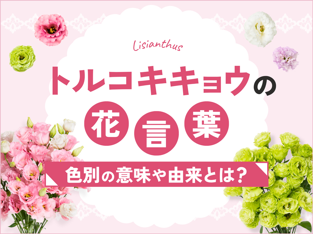 トルコキキョウの花言葉完全ガイド｜由来と色別の意味・おすすめの贈答シーン