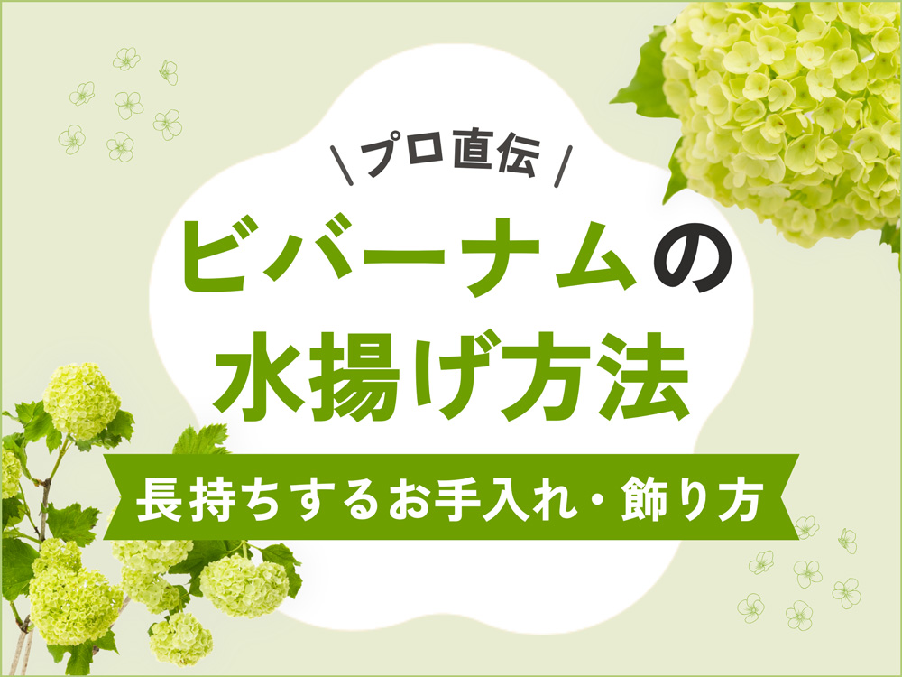 ビバーナムの水揚げにはコツが必要！長持ちさせるお手入れ方法と飾り方