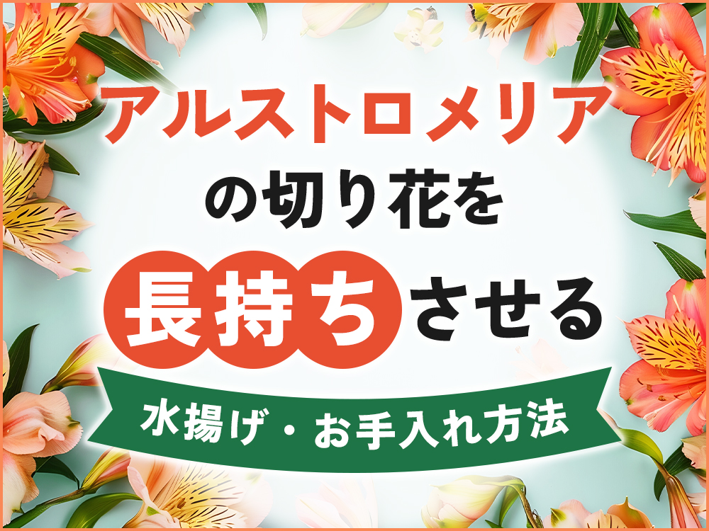 アルストロメリアの切り花を長持ちさせる方法は？水揚げ・お手入れ方法を解説