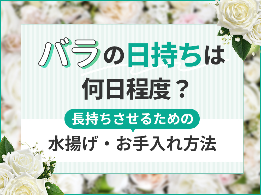 バラは何日くらい日持ちする？長持ちさせるコツを徹底解説！