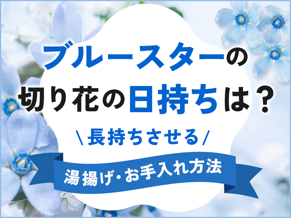 ブルースターの切り花を日持ちさせる水揚げ・お手入れ方法を解説