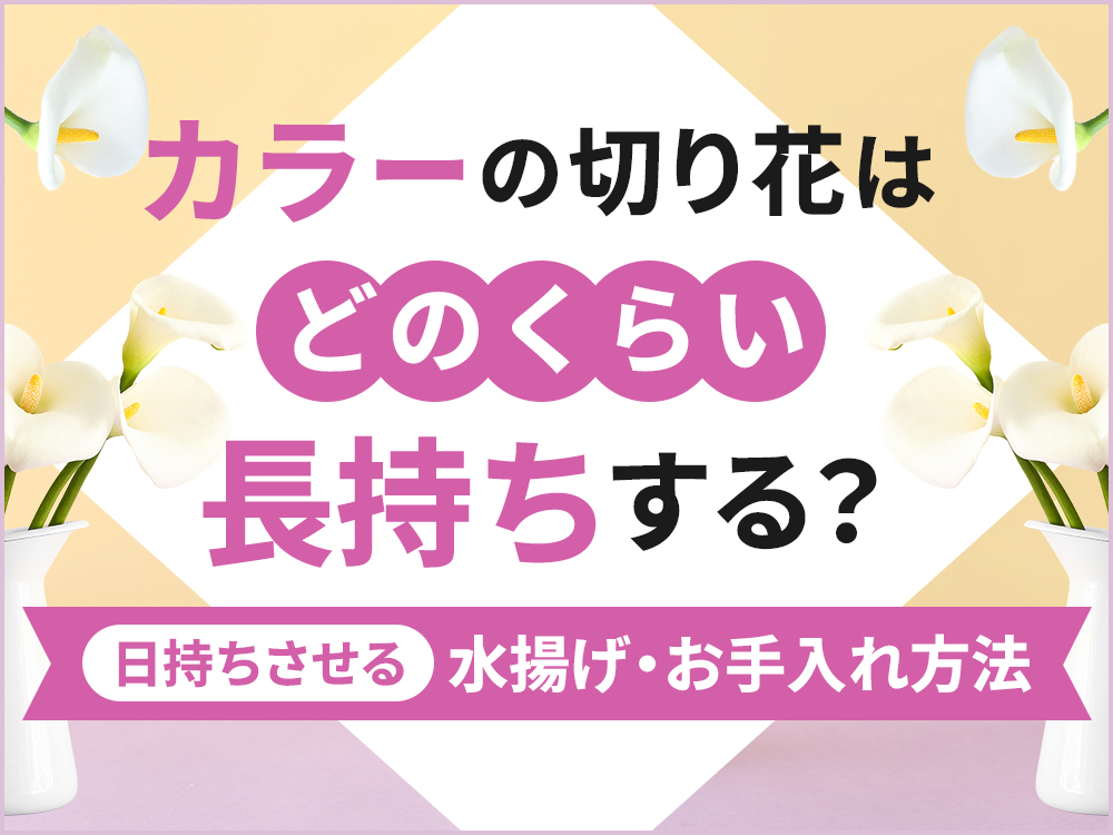 カラーの切り花を長持ちさせるには？選び方や水揚げ、お手入れ方法を解説