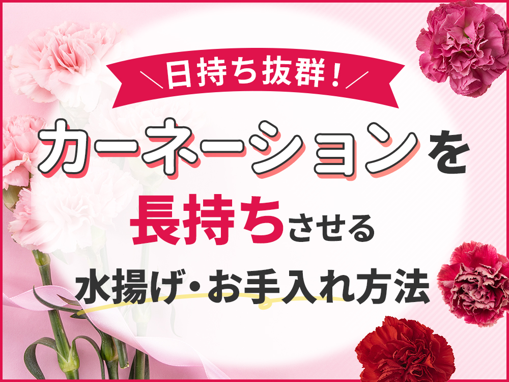 カーネーションは日持ち抜群！長持ちさせるための水揚げとお手入れ
