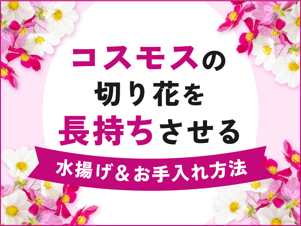 コスモスの切り花を長持ちさせたい！お手入れ方法としおれたときの対処法